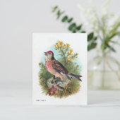 Das Linnet der Rose Postkarte (Stehend Vorderseite)