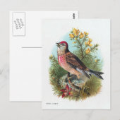 Das Linnet der Rose Postkarte (Vorne/Hinten)