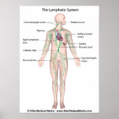 Das lymphatische System mit der Bezeichnung Poster (Vorne)