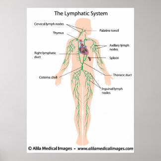 Das lymphatische System mit der Bezeichnung Poster
