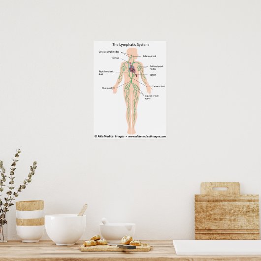 Das lymphatische System mit der Bezeichnung Poster (Küche)