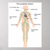 Das lymphatische System mit der Bezeichnung Poster (Vorne)