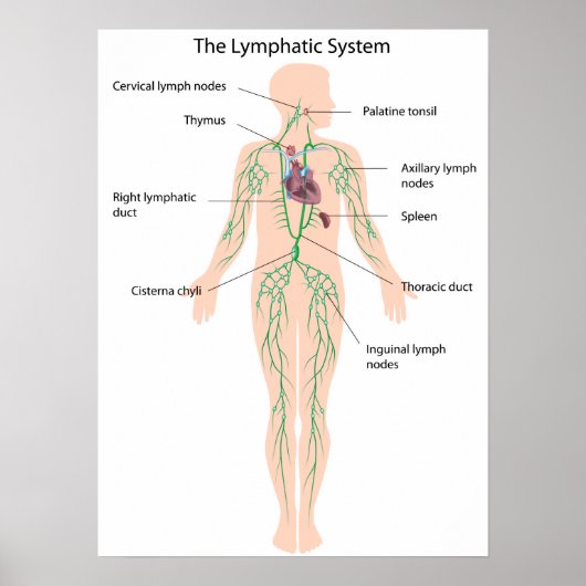 Das lymphatische System mit der Bezeichnung Poster (Vorne)