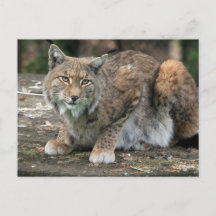 Das Lynx-Foto