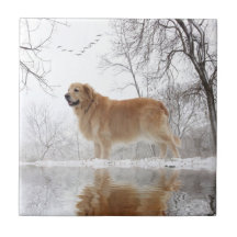 Das majestätische golden retriever