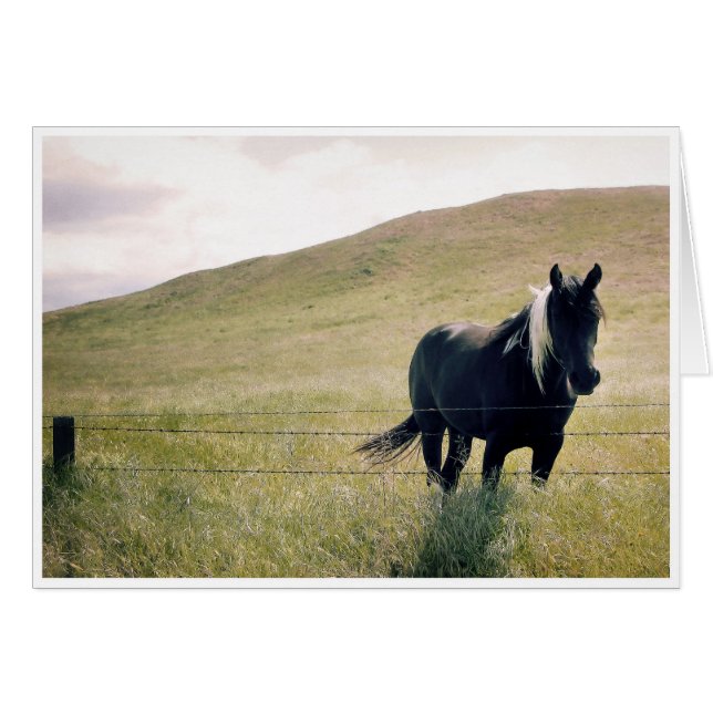 Das malerische Pferd (Vorderseite (Horizontal))