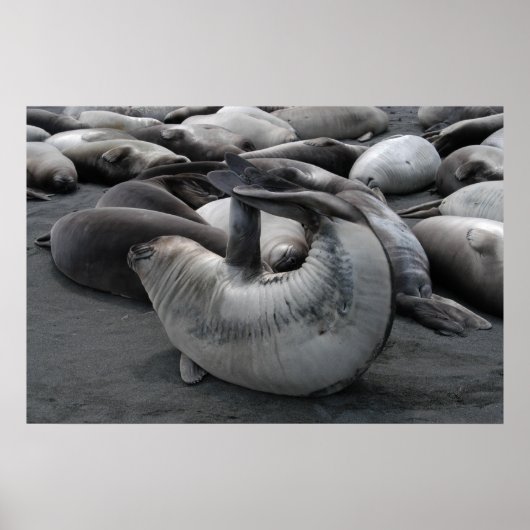 Das Meerjungfrau-Siegel (Poster) Poster (Vorne)