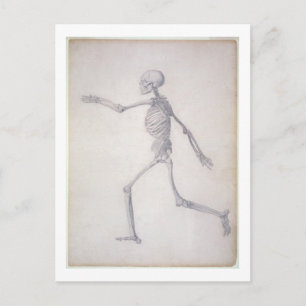 Das menschliche Skelett, seitliche Sicht aus der S Postkarte