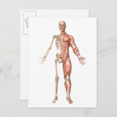Das menschliche Skelett und Muskelsystem, vorn Postkarte (Vorne/Hinten)