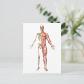 Das menschliche Skelett und Muskelsystem, vorn Postkarte (Stehend Vorderseite)