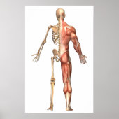 Das menschliche Skelett und Muskelsystem, zurück Poster (Vorne)