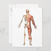 Das menschliche Skelett und Muskelsystem, zurück Postkarte (Vorne/Hinten)