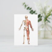 Das menschliche Skelett und Muskelsystem, zurück Postkarte (Stehend Vorderseite)