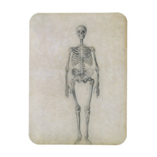 Das menschliche Skelett, vorhergehende Ansicht, Magnet