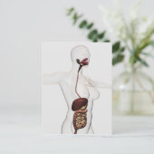 Das menschliche Verdauungssystem 1 Postkarte (Stehend Vorderseite)