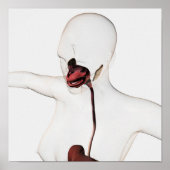 Das menschliche Verdauungssystem 3 Poster (Vorne)