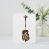 Das menschliche Verdauungssystem 4 Postkarte (Stehend Vorderseite)