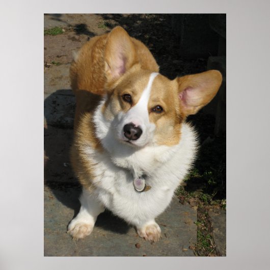 Das merkwürdige Corgi Poster (Vorne)