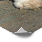 Das merkwürdige Corgi Poster (Ecke)