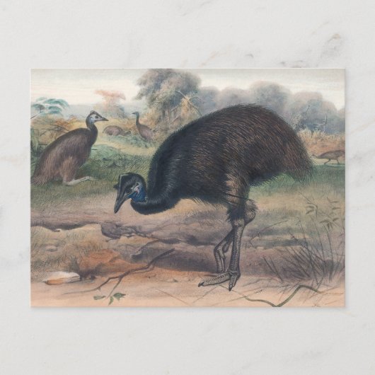 Das Mooruk von Joseph Wolf Postkarte (Vorderseite)