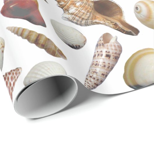 Das Muschel-Kollektor-Verpackungs-Papier Geschenkpapier (Rolleneckpunkt)