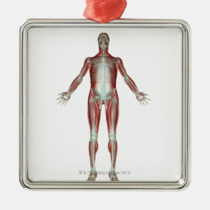 Das Musculoskeletal System 4 Ornament Aus Metall