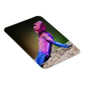 Das Mwanza-flach geführte Agama auf Felsen Magnet (Rechte Seite)