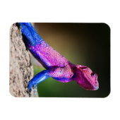 Das Mwanza-flach geführte Agama auf Felsen Magnet (Horizontal)