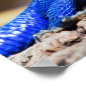 Das Mwanza-flach geführte Agama auf Felsen Poster (Ecke)