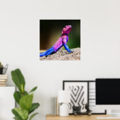 Das Mwanza-flach geführte Agama auf Felsen Poster (Heimbüro)