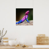 Das Mwanza-flach geführte Agama auf Felsen Poster (Küche)