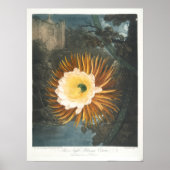 Das nächtblühende Cereus (1799-1807) Poster (Vorne)