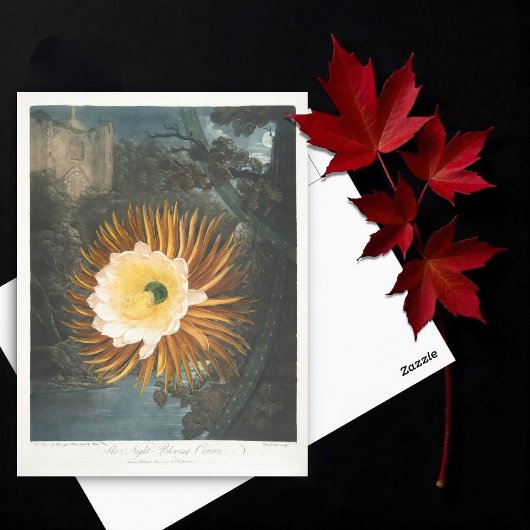Das nächtblühende Cereus (1799-1807) Postkarte