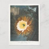 Das nächtblühende Cereus (1799-1807) Postkarte (Vorderseite)