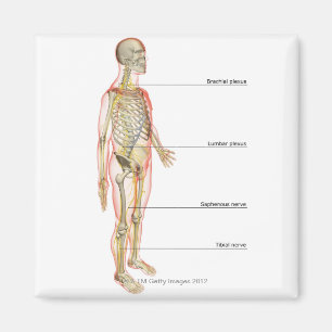 Das Nervensystem 3 Magnet