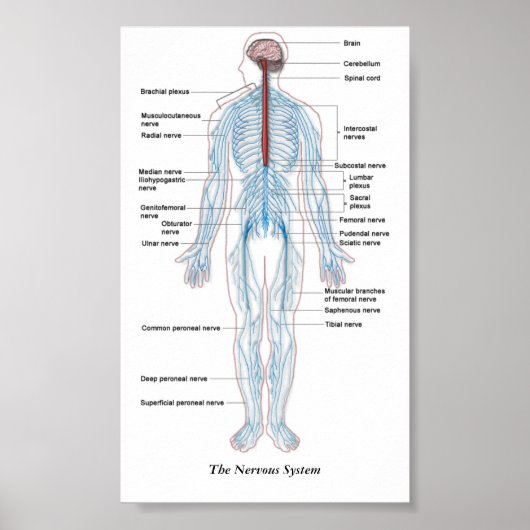 Das Nervensystem Poster (Vorne)