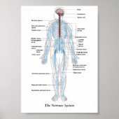 Das Nervensystem Poster (Vorne)