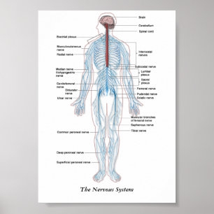 Das Nervensystem Poster