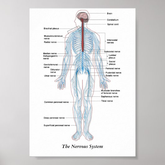 Das Nervensystem Poster (Vorne)