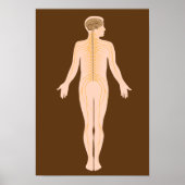 Das Nervensystem-Poster Poster (Vorne)