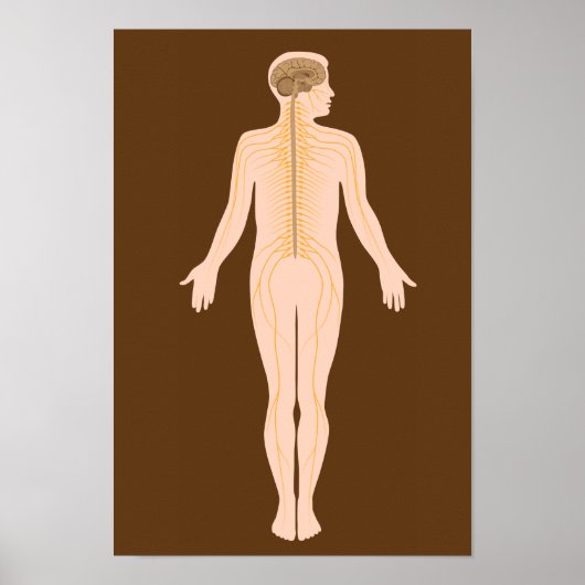 Das Nervensystem-Poster Poster (Vorne)