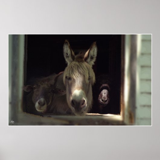 Das neugierige Trio Poster (Vorne)