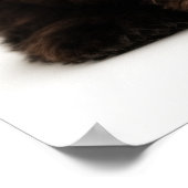 Das Niedliche Valentin, die Chocolate Havanese Wel Poster (Ecke)