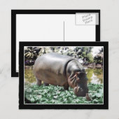 Das Nilpferd & Vogel Postkarte (Vorne/Hinten)