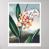 Das Nodding Renealmia vom Tempel der Flora Kunst Poster (Vorne)