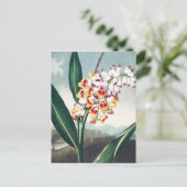 Das Nodding Renealmia vom Tempel der Flora Kunst Postkarte (Stehend Vorderseite)