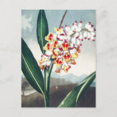 Das Nodding Renealmia vom Tempel der Flora Kunst Postkarte (Vorderseite)