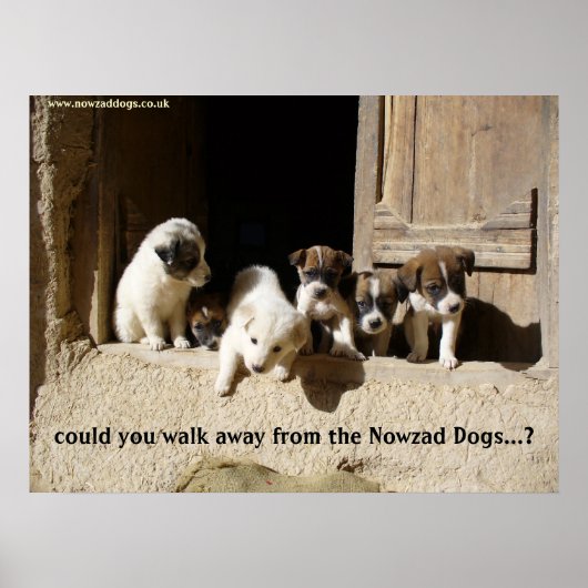 Das Nowzad-Welpen-Poster Poster (Vorne)