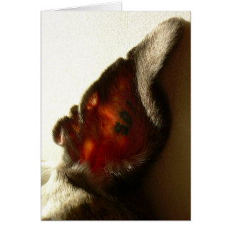 Das Ohr des Beeren-Weiß