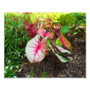 Das Ohr des Elefanten Fotodruck